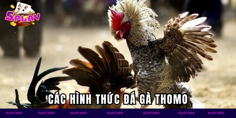 Các hình thức đấu chiến kê hấp dẫn
