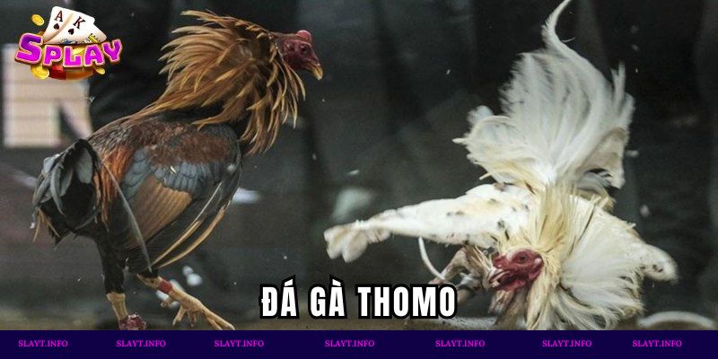 đá gà thomo